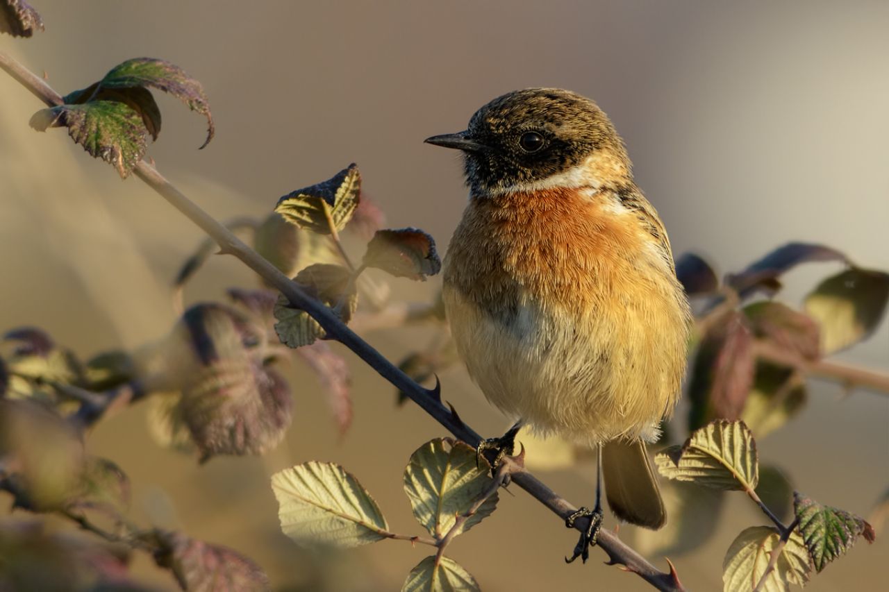 Saltimpalo (Saxicola rubicola)